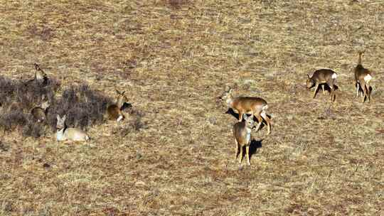 野生动物狍鹿4K60祯
