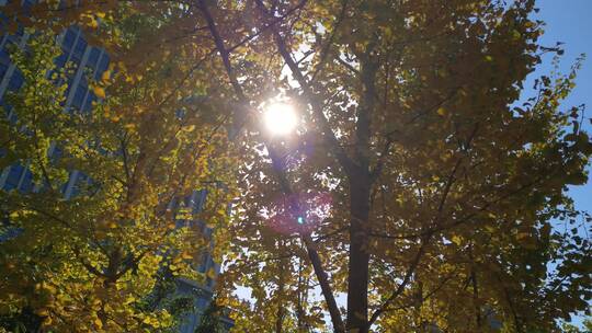 银杏树银杏叶金色秋天