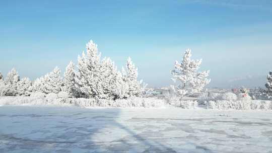 冬日雪景覆盖的树木景观