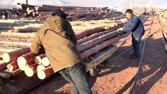 2011年大兴安岭工人在用小型轨道车运木材视频素材模板下载