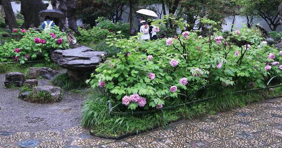 春天春雨园林唯美牡丹园 留园春意踏青