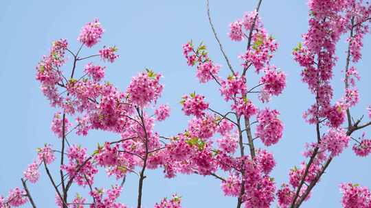 武汉市东湖磨山樱花园粉色樱花特写4k视频