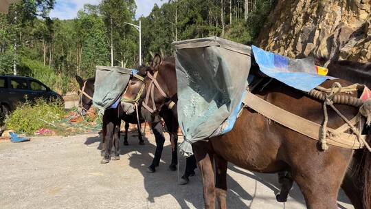 骡子拉砖吃草4K实拍视频