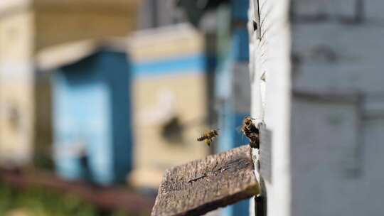 蜜蜂，蜂巢，飞行，花粉