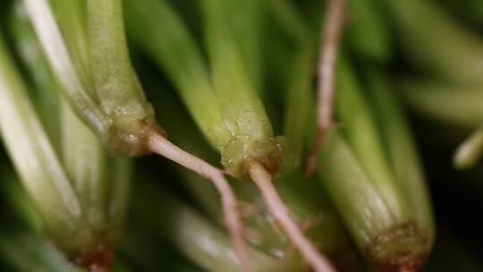 微距菠菜香菜菜根根茎