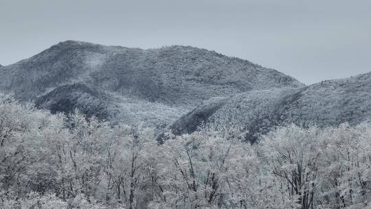 航拍湖北神农架原始森林群山冬季雪景雪松