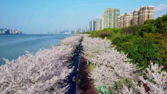 杭州滨江樱花跑道视频素材模板下载