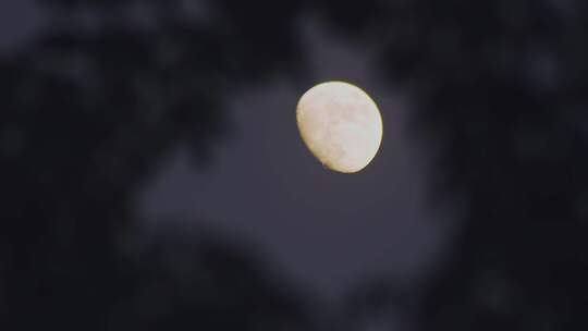 傍晚树梢上的月亮上弦月