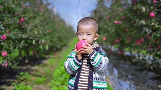 苹果采摘农民小孩笑脸