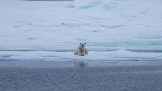 北极熊在冰上放松，看着相机，慢动作，自然