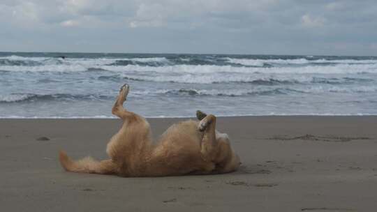 狗狗海洋海滩
