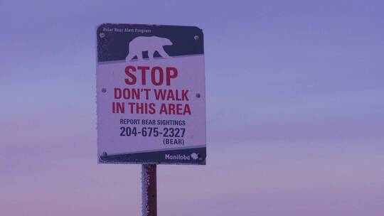 一个标志警告说北极熊在附近视频素材模板下载