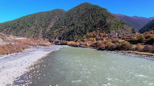 川西金黄色的秋天和河流