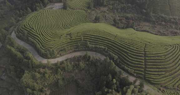 茶山 茶园 采茶