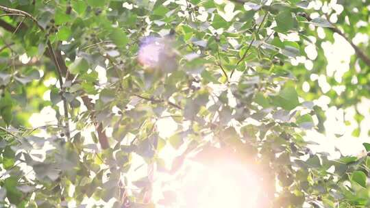 阳光透过枝繁叶茂的树叶照射进来