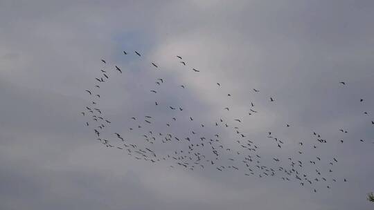 飞翔的鸟群
