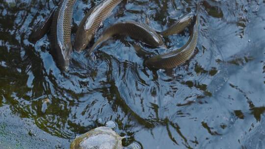 鱼塘视频鱼池边觅食的鱼群乌龟