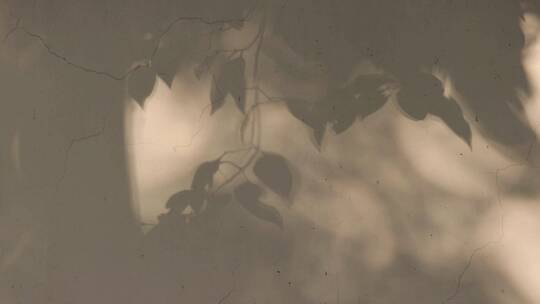 墙上斑驳树影伤感空镜