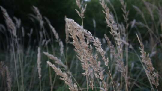 风中芦苇