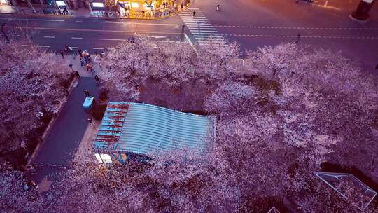 上海粉色樱花林