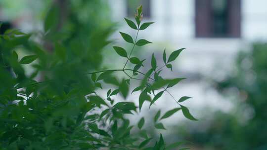 绿叶雨后雨滴水珠