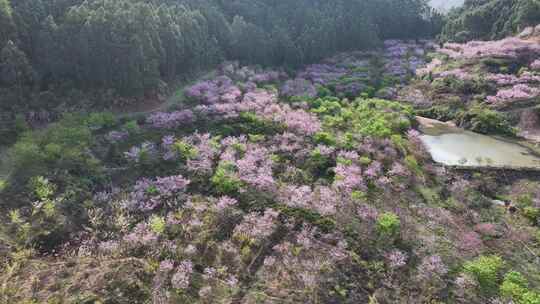 福建福州罗源湾樱花园航拍