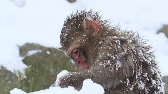 猕猴在雪地里吃雪视频素材模板下载