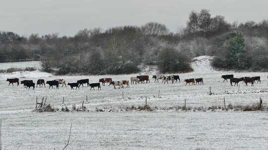 在雪地里寻找青草的牛群
