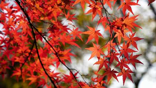 秋日逆光的红枫光影，南京中山植物园秋色