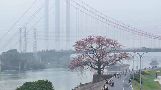 中国广东省佛山市平胜大桥木棉花