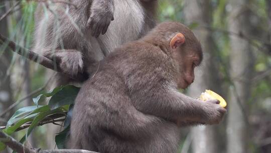 湖南莽山森林公园猴子在树上吃东西