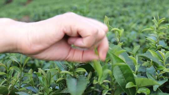 人物茶园采茶近景