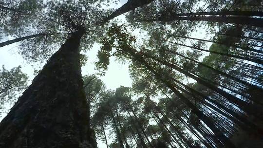 森林视频原始森林里笔直向天空树干