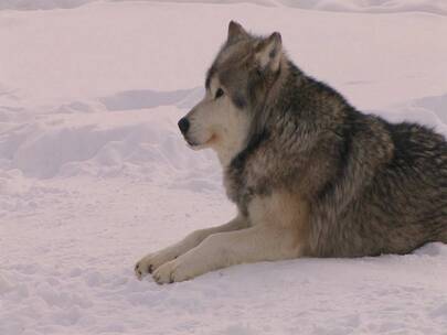 一只狼趴在雪地上四处张望