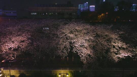 武汉汉阳江滩晴川阁公园和樱花风光