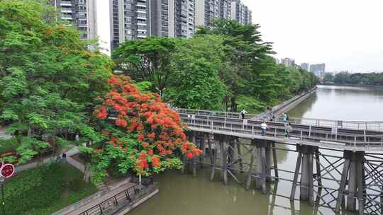 中国广东省广州市荔湾区花地河凤凰花