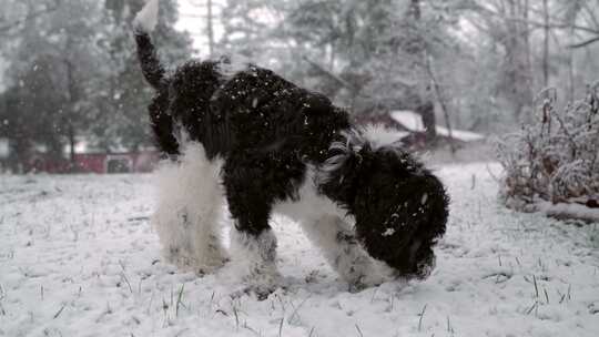 小狗，狗，下雪，雪