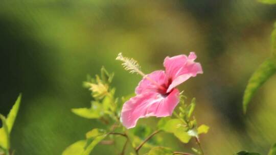 3767_粉红色花朵的特写
