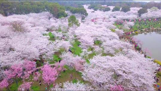 春天航拍樱花树樱花绽放