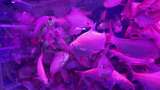 水族馆的鱼高清在线视频素材下载