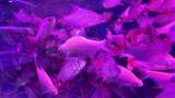 水族馆的鱼高清在线视频素材下载