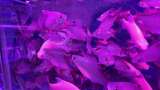 水族馆的鱼高清在线视频素材下载