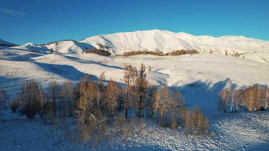 新疆阿勒泰禾木夕阳下的雪山树林自然风光