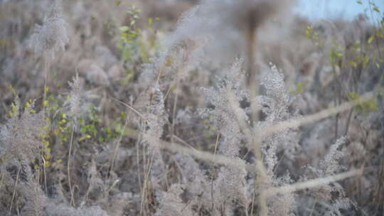 芦苇 禾本科 被子植物 芦苇毛 湿地边