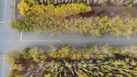 天津师范大学秋天航拍小树林视频素材模板下载