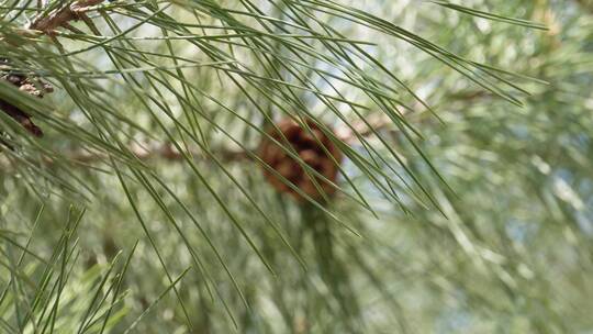 植物松果松塔松针松叶