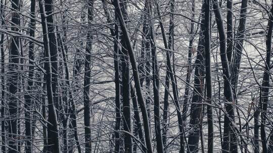 大雪纷飞中的杉树林01