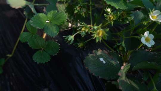 凤梨草莓 草莓 草莓叶 草莓幼苗 植物 水果