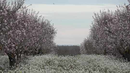 Campos sin herbicida