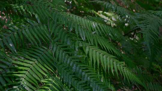 蕨类植物绿叶特写